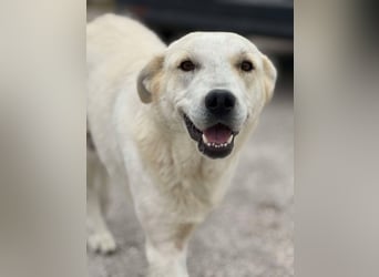 Sky liebe Mischlingshündin ca.1 Jahr alt in Griechenland
