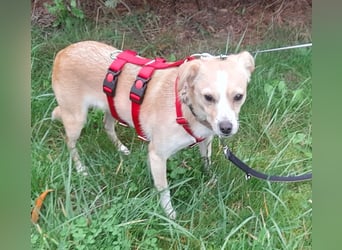 Abigel liebe Mischlingshündin ca. 3,5 Jahre alt in 35641 Schöffengrund