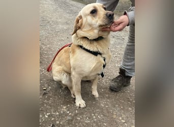 Bradley Mischlingsrüde ca. 1,5 Jahre alt in Ungarn