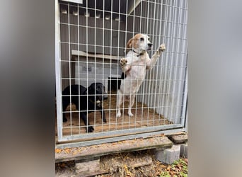 Alma Beagle Hündin ca. 7 Jahre alt in Ungarn