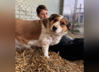 Babette Mischlingshündin ca. 4 Jahre alt in Ungarn