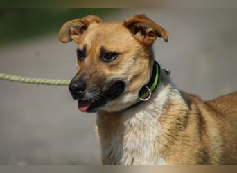 Tiffany Mischlingshündin ca. 1,5 Jahre alt in Ungarn