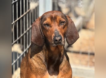 Buddy Mischlingsrüde ca. 4,5 Jahre alt  in Griechenland