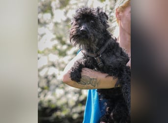 Marty Pumi-Mix Rüde ca. 11,5 Jahre alt in Ungarn