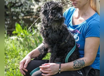 Marty Pumi-Mix Rüde ca. 11,5 Jahre alt in Ungarn