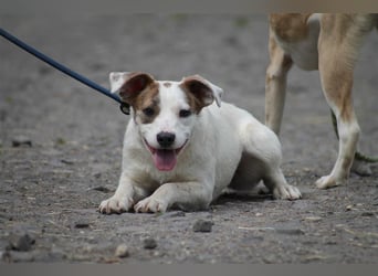 Tofu Mischlingshündin ca. 1,5 Jahre alt in Ungarn