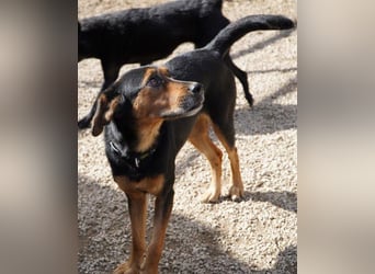 Neymar VA - sensibel, freundlich