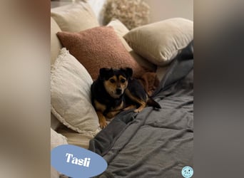 Tasli - sanft und lieb