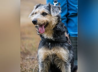 Pitypang SI- vorsichtig, zurückhaltend