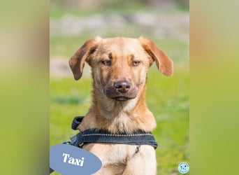 Taxi - schüchtern, manchmal ängstlich