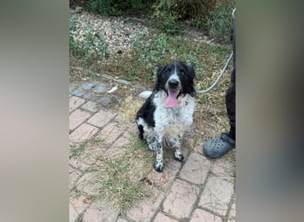 Oreo, geboren 05.03.2025, 47cm sucht sein Glück