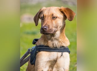 Taxi - schüchtern, manchmal ängstlich