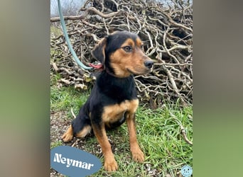 Neymar VA - sensibel, freundlich