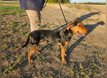 Berkeney, geboren 01.03.2025, 52cm sucht ihr Zuhause