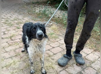 Oreo, geboren 05.03.2025, 47cm sucht sein Glück