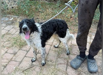 Oreo, geboren 05.03.2025, 47cm sucht sein Glück