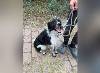 Oreo, geboren 05.03.2025, 47cm sucht sein Glück