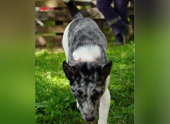 Sajo VA - sucht ein Zuhause