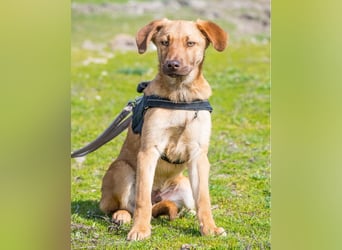 Taxi - schüchtern, manchmal ängstlich