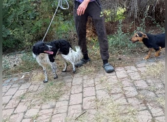 Oreo, geboren 05.03.2025, 47cm sucht sein Glück
