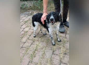Oreo, geboren 05.03.2025, 47cm sucht sein Glück