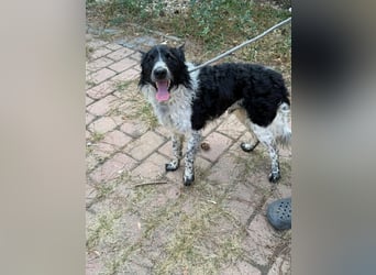 Oreo, geboren 05.03.2025, 47cm sucht sein Glück