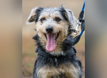 Pitypang SI- vorsichtig, zurückhaltend