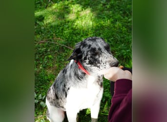 Sajo VA - sucht ein Zuhause