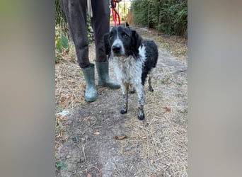 Oreo, geboren 05.03.2025, 47cm sucht sein Glück