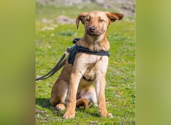 Taxi - schüchtern, manchmal ängstlich