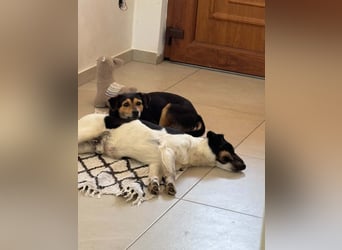 Tasli - sanft und lieb