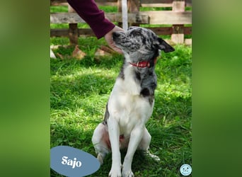 Sajo VA - sucht ein Zuhause