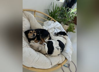 Tasli - sanft und lieb