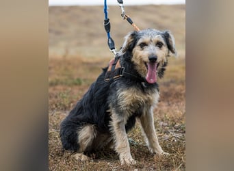 Pitypang SI- vorsichtig, zurückhaltend