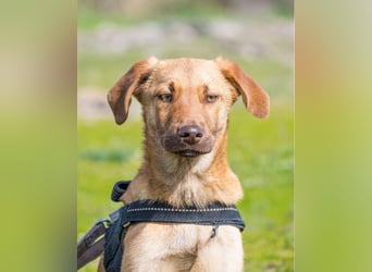 Taxi - schüchtern, manchmal ängstlich