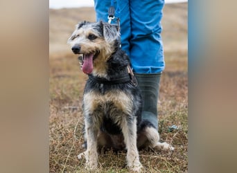 Pitypang SI- vorsichtig, zurückhaltend