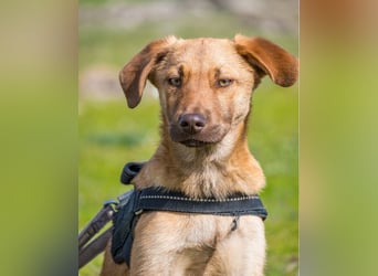 Taxi - schüchtern, manchmal ängstlich