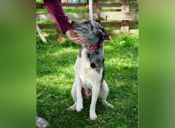 Sajo VA - sucht ein Zuhause