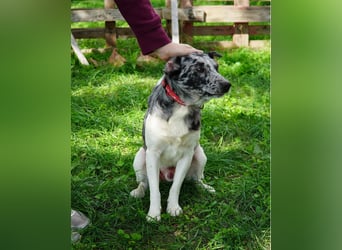 Sajo VA - sucht ein Zuhause