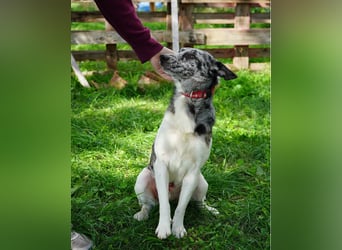 Sajo VA - sucht ein Zuhause