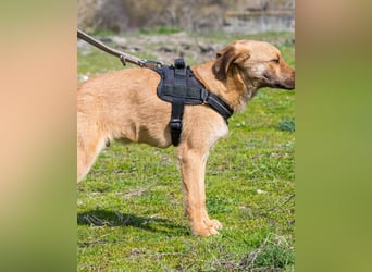 Taxi - schüchtern, manchmal ängstlich