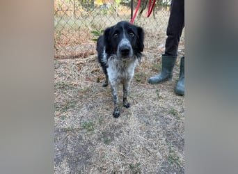 Oreo, geboren 05.03.2025, 47cm sucht sein Glück