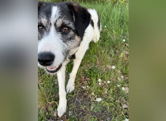 Sanfte Nele (8 Mon, 42 cm) sucht liebevolles Zuhause
