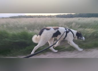 Sanfte Nele (8 Mon, 42 cm) sucht liebevolles Zuhause