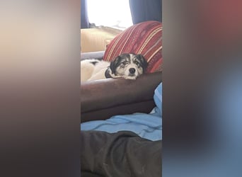 Sanfte Nele (8 Mon, 42 cm) sucht liebevolles Zuhause