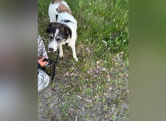 Sanfte Nele (8 Mon, 42 cm) sucht liebevolles Zuhause