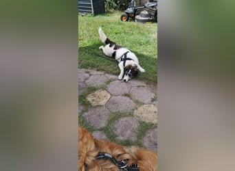 Sanfte Nele (8 Mon, 42 cm) sucht liebevolles Zuhause