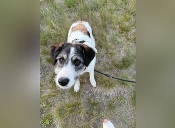 Sanfte Nele (8 Mon, 42 cm) sucht liebevolles Zuhause