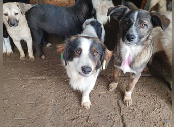 ♥CLARA♥ niedliche, verspielte Junghündin, die aktuell zu dünn ist ca. 48 cm