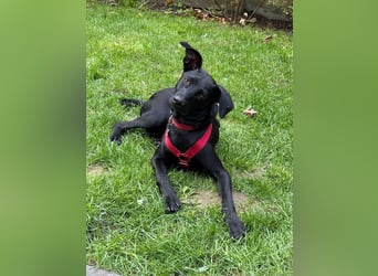 ♥SHADOW♥ verliert sein Zuhause bei Köln - süßer, verschmuster und temperamentvoller Junior 49cm